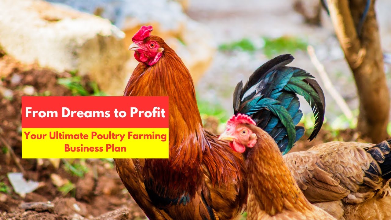 How to Write a Proven, Profitable Poultry Farm Business Plan - YouTube