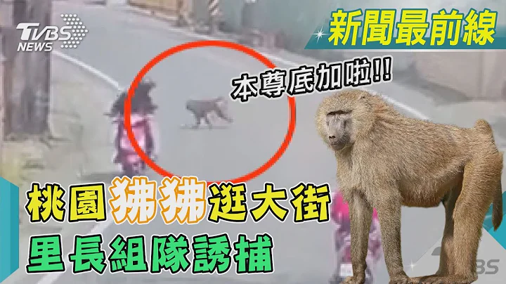 猴子?猩猩?攏毋係啦 桃園「狒狒」逛大街 里長組隊｜TVBS新聞@TVBSNEWS01 - 天天要聞