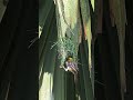 Amazing Job Weaver Bird Build Construction Beautiful Nest 8#bird #birdhome