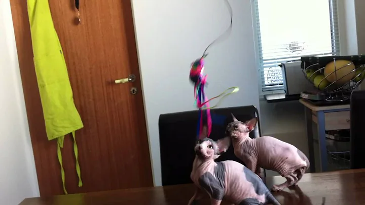 Video 10224961: sphynx kittens playing