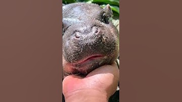 Spending a Day with Moo Deng, the Viral Pygmy Hippo!