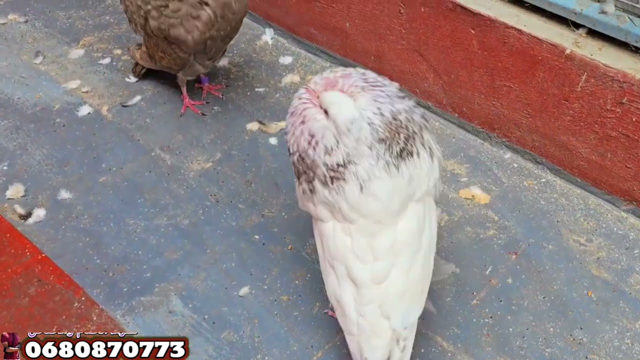 الجديد وصل عشاق الكاديطانو 