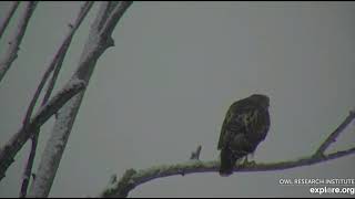GHO Raptor Perch, explore.org, February 10, 2021
