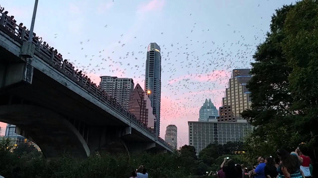 South Congress Avenue Bridge Bats Departure YouTube