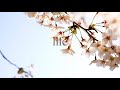 【田舎生活】桜を見ながらソロブッシュクラフトキャンプ