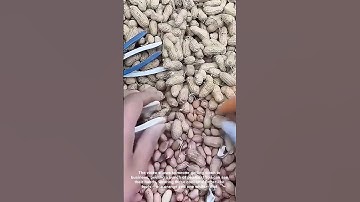 Peanut Shell Peeling Tools Make Snacking a Breeze!