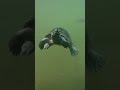 Tortoise | Animal #trending #viral #tortoise #new #latest #shorts #zoo #animalshorts