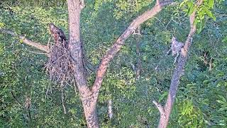 Dulles Greenway - More Nest Collapse, Second Eaglet Falls - 6/2/23