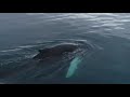 Stunning 4k underwater footage deep sea creatures