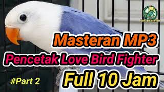 Masteran Love Bird Single Fighter Mental Pemenang Part 2