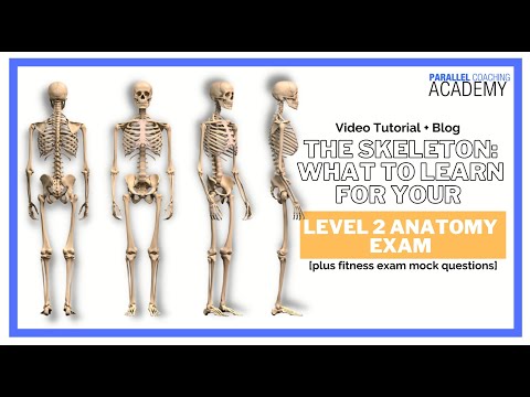 The Skeleton - What To Learn For Your Level 2 Anatomy Exam