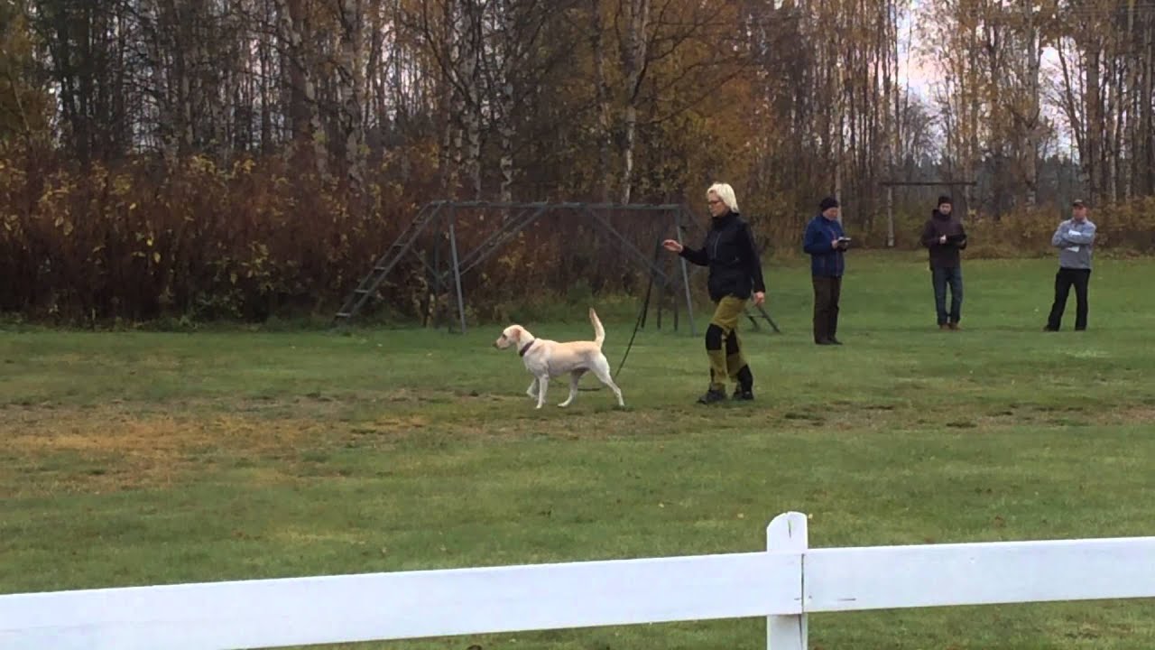 Appellspår lydnaden