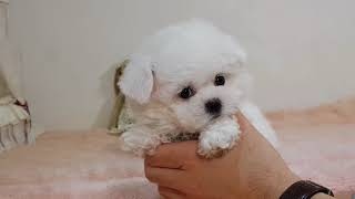 Teacup bichon frise for sale - Teacup puppies KimsKennelUS