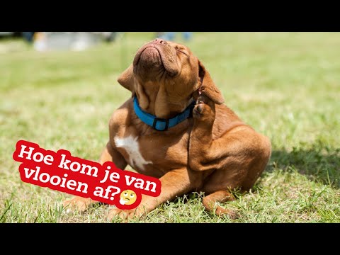 Video: Hoe Kom Je Snel Van Vlooien Af?