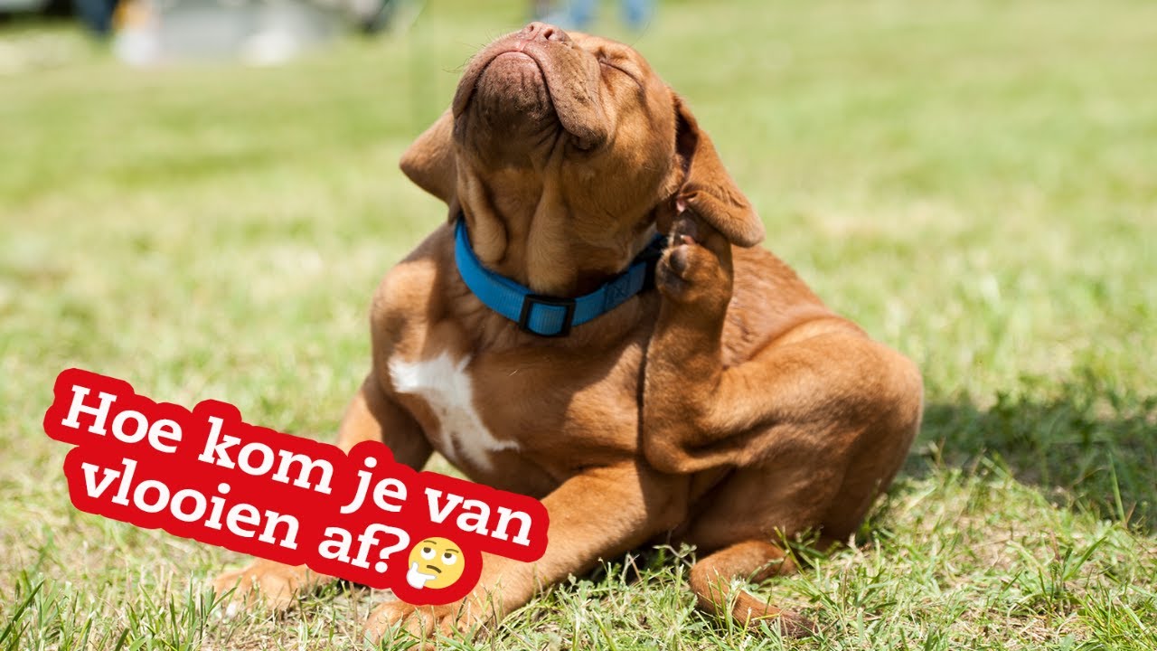 Hoe kom ik van vlooien af? - YouTube