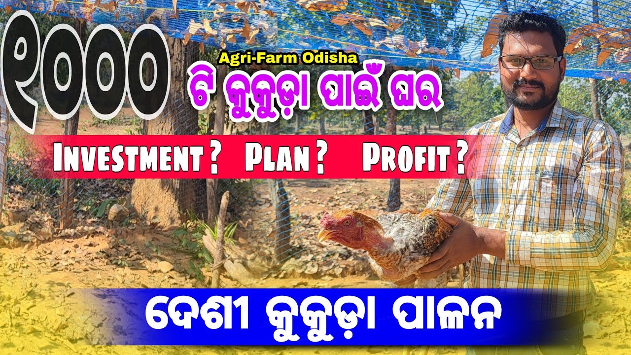 ମାତ୍ର ଟ୧୦,୦୦୦/- ରେ ଏବେ ଦେଶୀ କୁକୁଡ଼ା ପାଳନ ଷ୍ଟାର୍ଟ କରନ୍ତୁ || Low Investment Farming || #deshi_murgi 🐓🐔