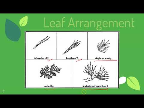 Leaf Classification