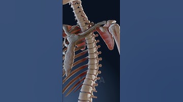 How slouching affects your spine health and posture: explained in 3D