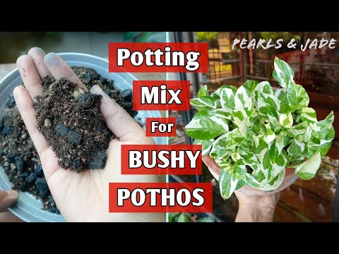 Prepare POTHOS Soil Mix for A Bushy Plant (Money Plant)