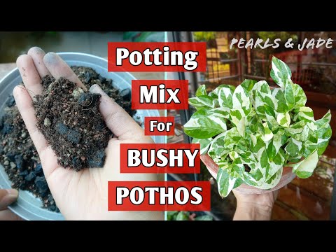 Prepare POTHOS Soil Mix For A Bushy Plant (Money Plant)