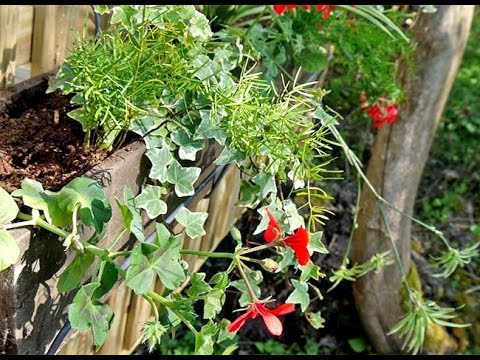 Vidéo: Planter avec des géraniums : que planter avec des fleurs de géranium ?