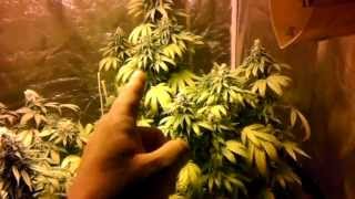 1000w hps multi strain grow