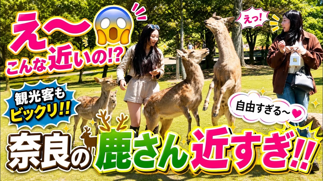 奈良の鹿さん近すぎ‼️観光客もビックリ🫢🦌 - YouTube