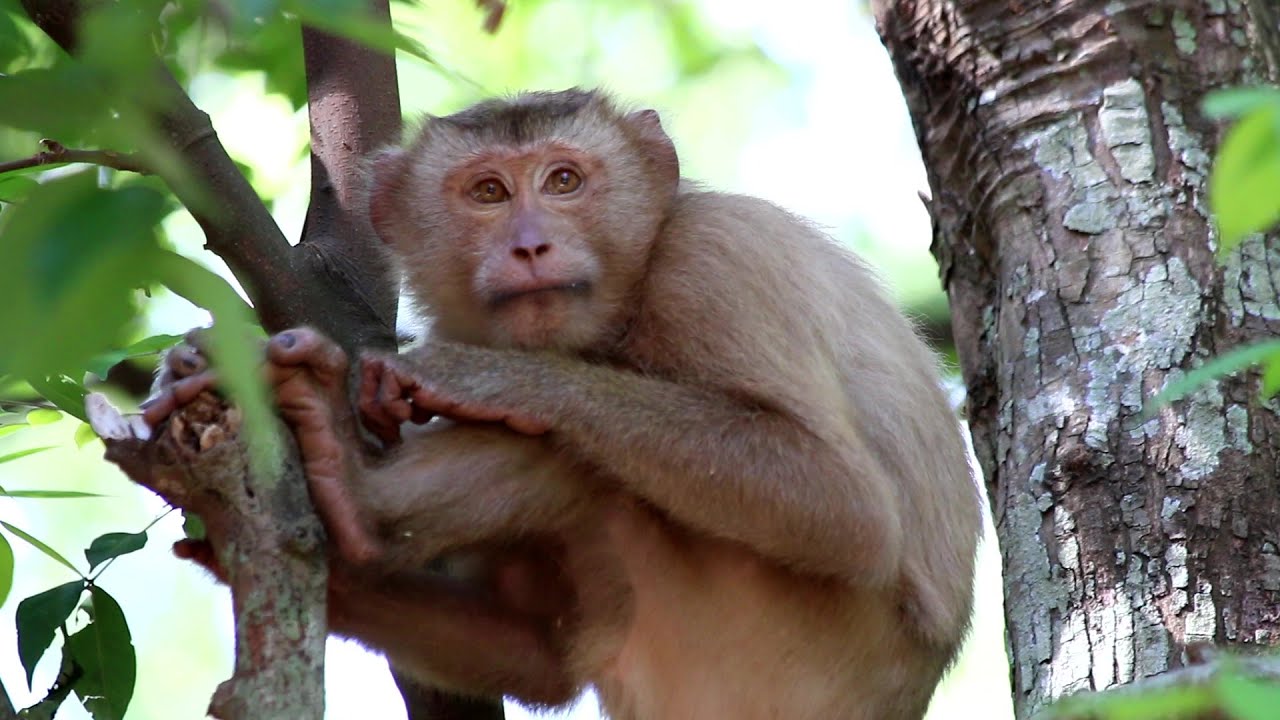 Monkeys are feeling lonely