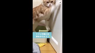 【そっちじゃな〜い！】トイレを済ませたネコさん→砂をカキカキすると思いきや…(笑)