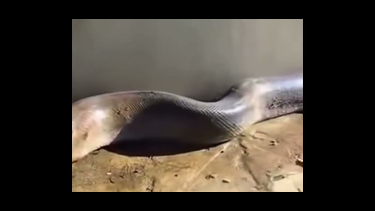 Bhighlights evannmp57280