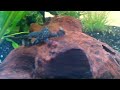 VIDEO0029