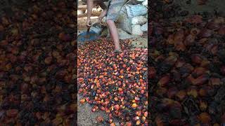 cara naikan brondolan sawit ke dalam karung