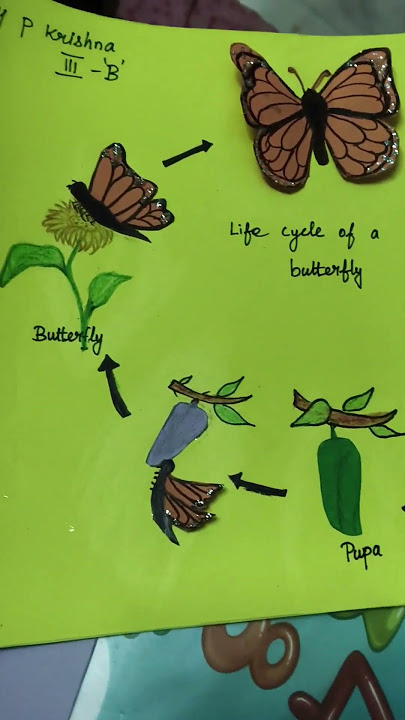 Life cycle of a butterfly/science project/kids school evs projects #shorts #short @newways