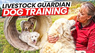 Target Training with LGDs Is Easy! Don't Miss Out on the Fun! by Benson Ranch Livestock Guardian Dog Training 30 views 16 hours ago 5 minutes, 46 seconds
