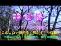 [新曲]幸せ桜 小桜舞子 カラオケ