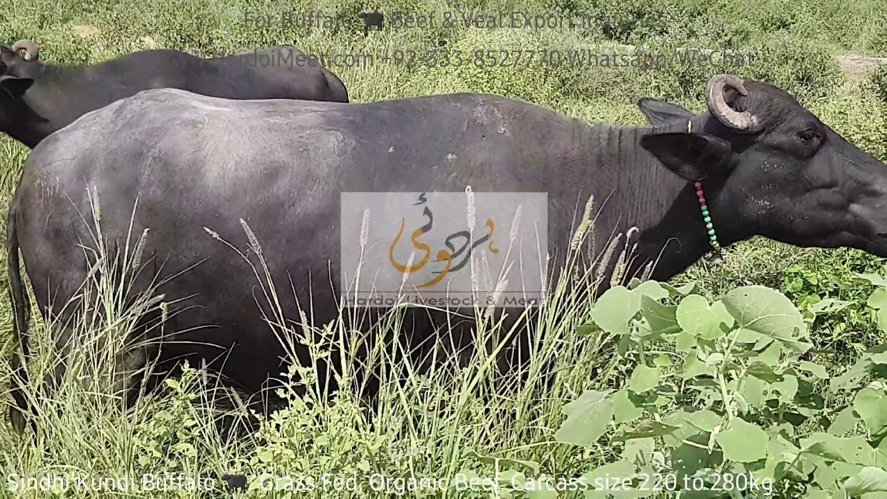 Buffalo 🐃 Beef Export Pakistan 🇵🇰 - YouTube