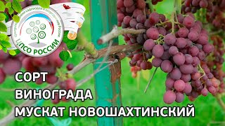 Сорт винограда Мускат Новошахтинский. 🍇 Описание сорта винограда Мускат Новошахтинский.