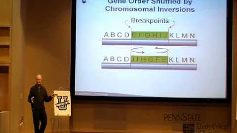 "Unzipping the Genes of Fruit Fly Chromosomes" by ...