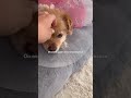 Мой лучший друг 🐾 #друг #puppy #bestfriend #сша #usa #миграция #америка #собака