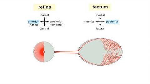 Retinotopic Map