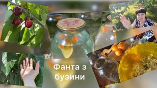 @Огляд саду.@Фанта з бузини.@Шовковиця#фантазбузини#напій#сад#черешня#хурма#ківі#шовковиця#закрутки