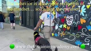 Bambi Graduates Advance Obedience Training at The K9 Training Academy Orlando by The K9 Training Academy 516 views 1 year ago 4 minutes, 49 seconds