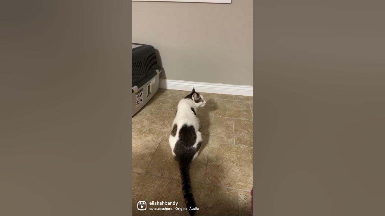 The sound supposed to remind cat of ancient Egyptian 😃my cats ignored