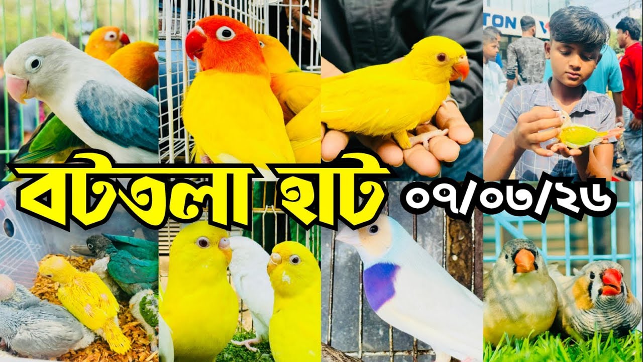 জমজমাট ছিল বটতলা পাখির হাট।Bottola Pakhir Hat। Mirpur 13 Pakhir Hat