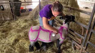 Sheep- External Parts