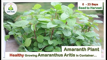 Amaranth Spinach in Container | Amaranth Spinach Plant growing #UlavuPalagu