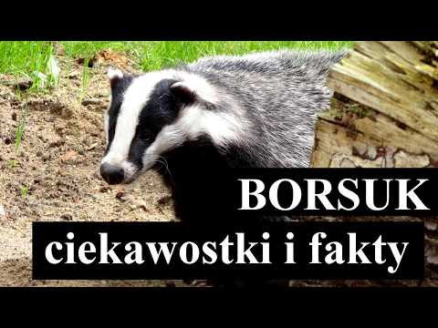 Wideo: Jak Ugotować Borsuka