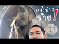 ตื่นมาข่าวไม่ดี ลูกช้างเสียอีกแล้วจากโรคร้าย✅elephant