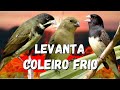 DESTRAVE SEU COLEIRO TUÍ-TUÍ ESQUENTAR COLEIRO TUÍ-TUÍ COM COLEIRO TUÍ-TUÍ E FÊMEA CHAMNDO ESQUENTAR