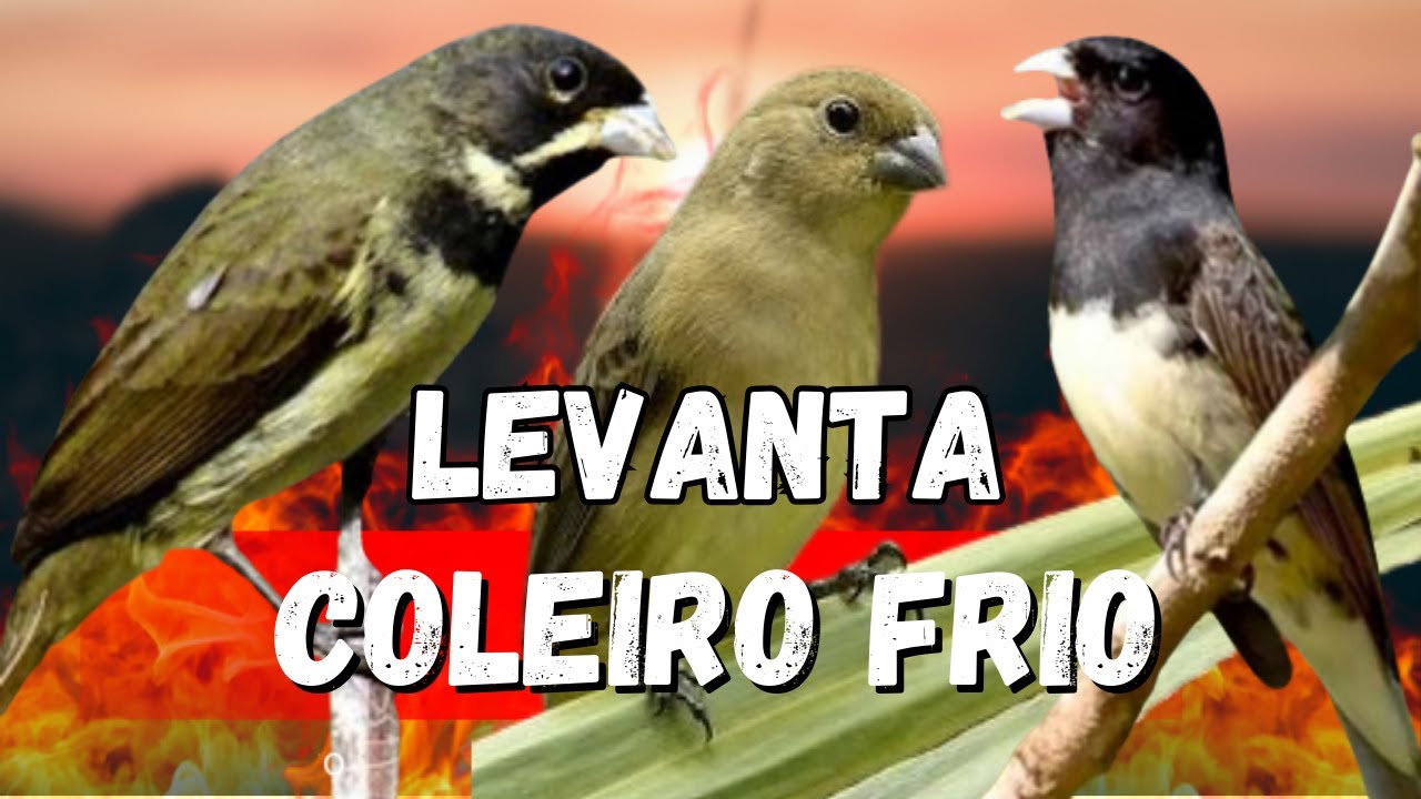 DESTRAVE SEU COLEIRO TUÍ-TUÍ ESQUENTAR COLEIRO TUÍ-TUÍ COM COLEIRO TUÍ-TUÍ E FÊMEA CHAMNDO ESQUENTAR